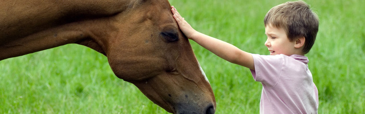 Psychotherapie ondersteund met paarden succesvol