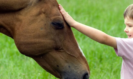 Psychotherapie ondersteund met paarden succesvol